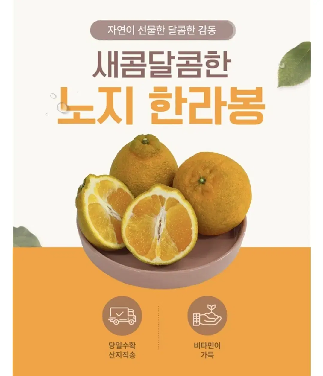 제주 농장 산지직송  저농약 노지 한라봉 5kg